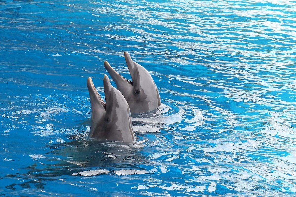 Почти 60 тысяч человек выступили против строительства дельфинария в Петербурге