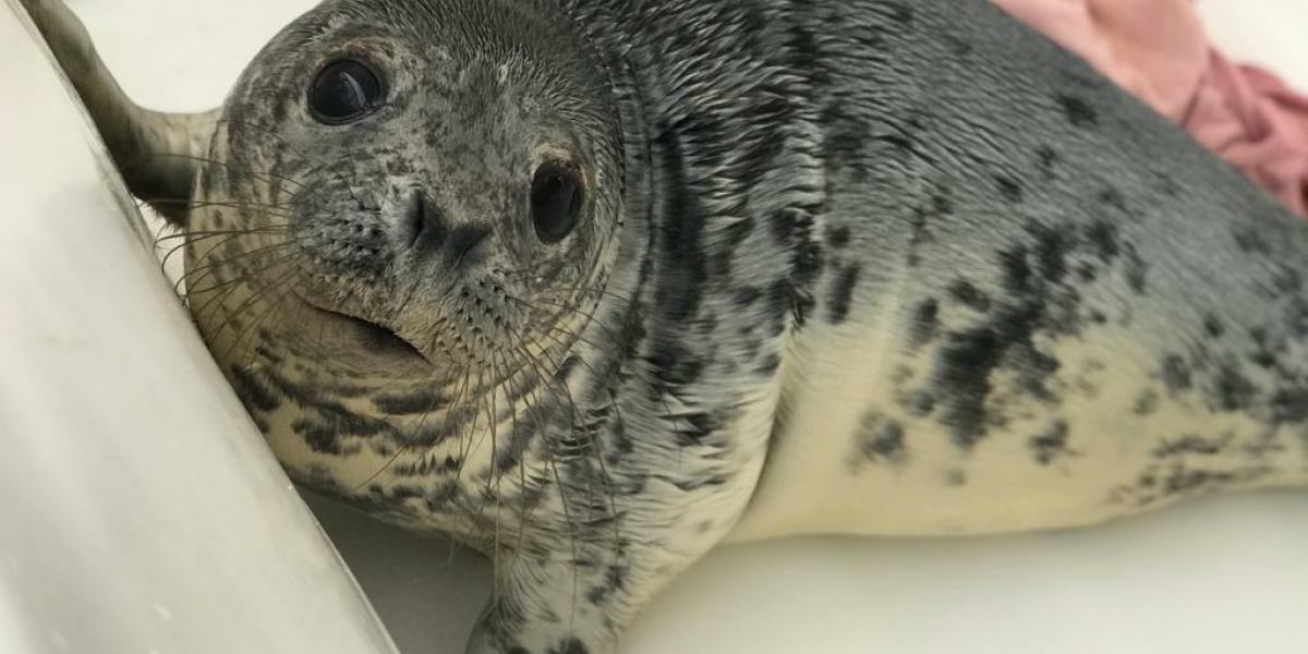 Спасенные в Петербурге тюленята получили имена