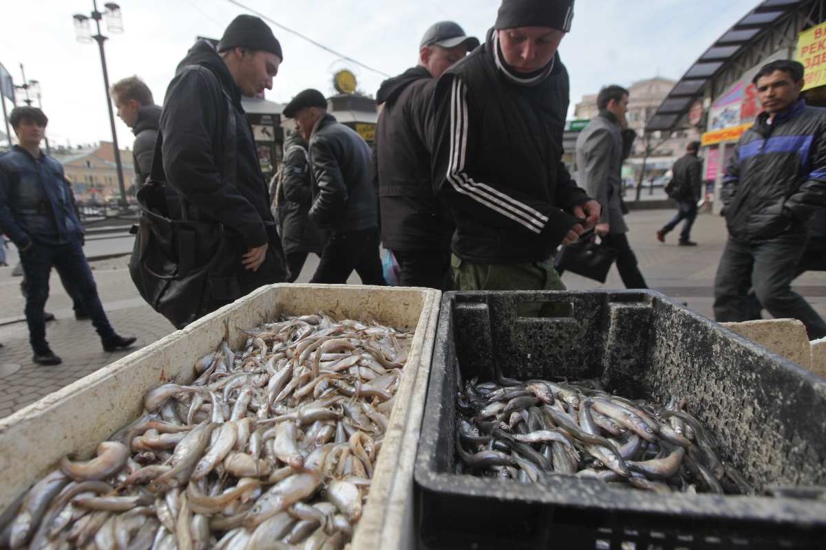 70 мест, где можно будет купить корюшку напрямую у рыбаков в Петербурге