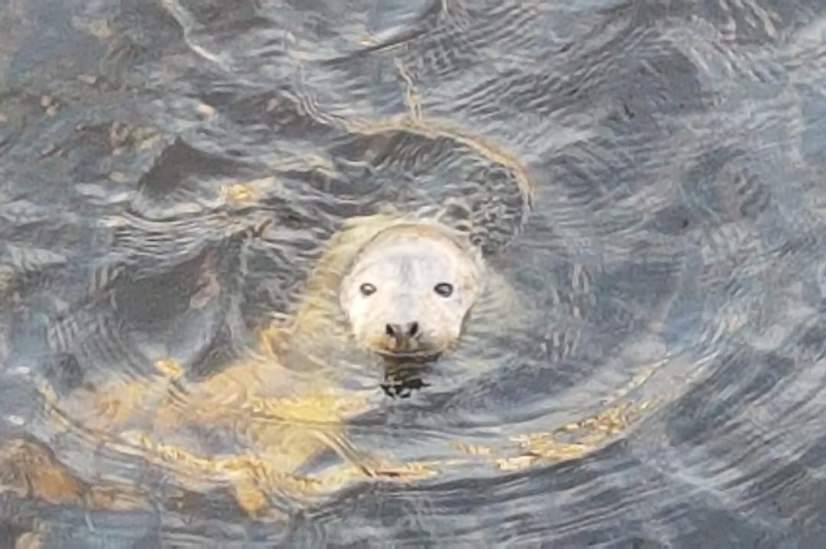 В центре Петербурга ищут истощенного тюлененка