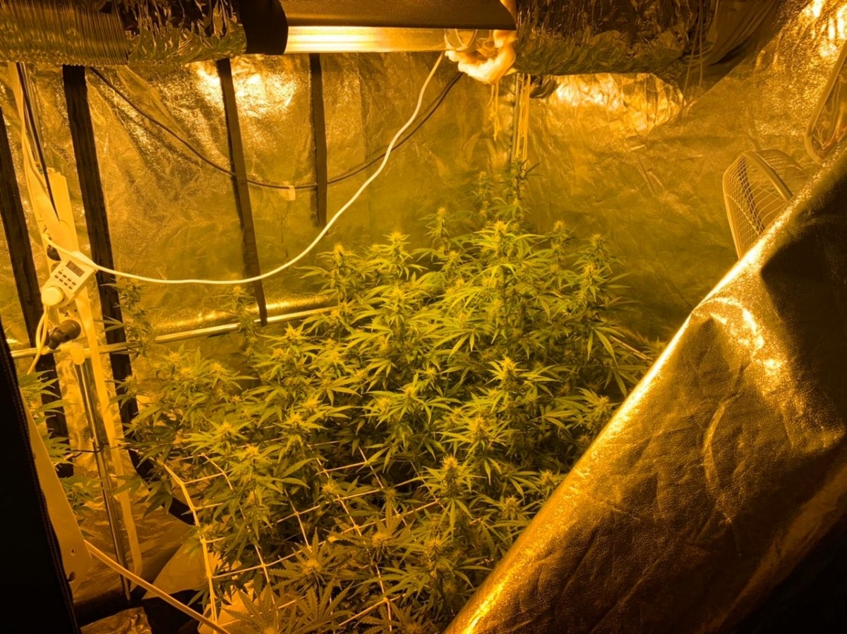 В Петербурге полиция задержала подозреваемых в выращивании и продаже растительного наркотика