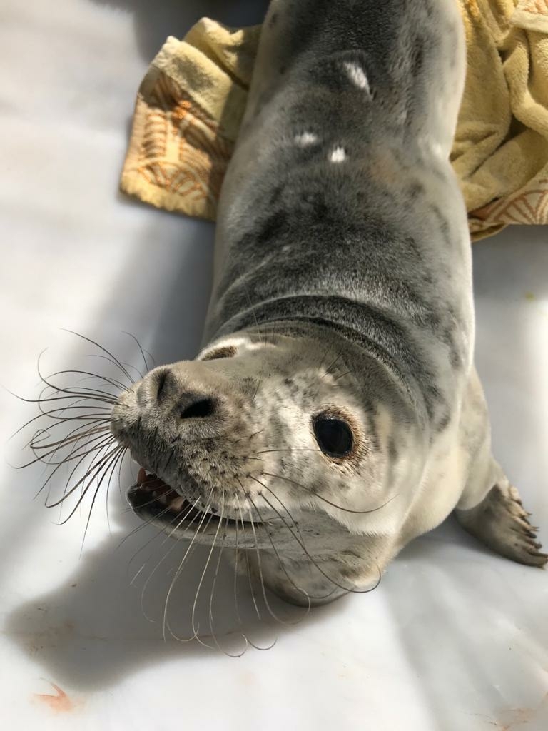 Жители Соснового бора спасли еще одного тюлененка