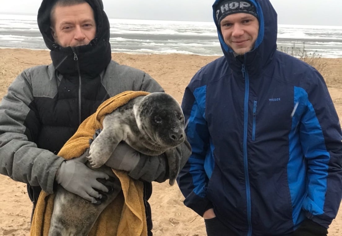 Петербуржцы после шторма в Финском заливе спасли истощенного тюлененка
