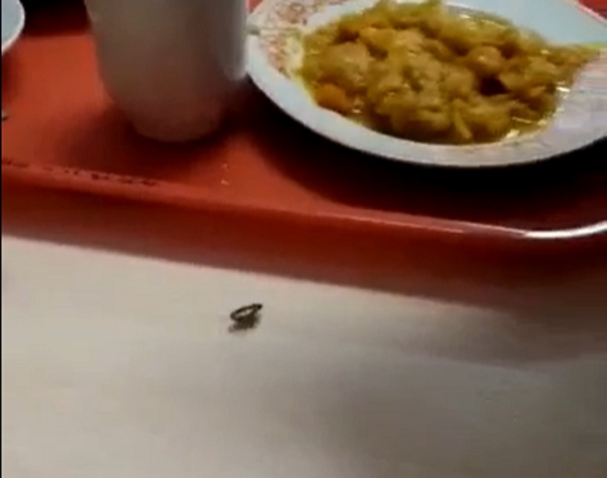 В школьной столовой в Невском районе заметили тараканов