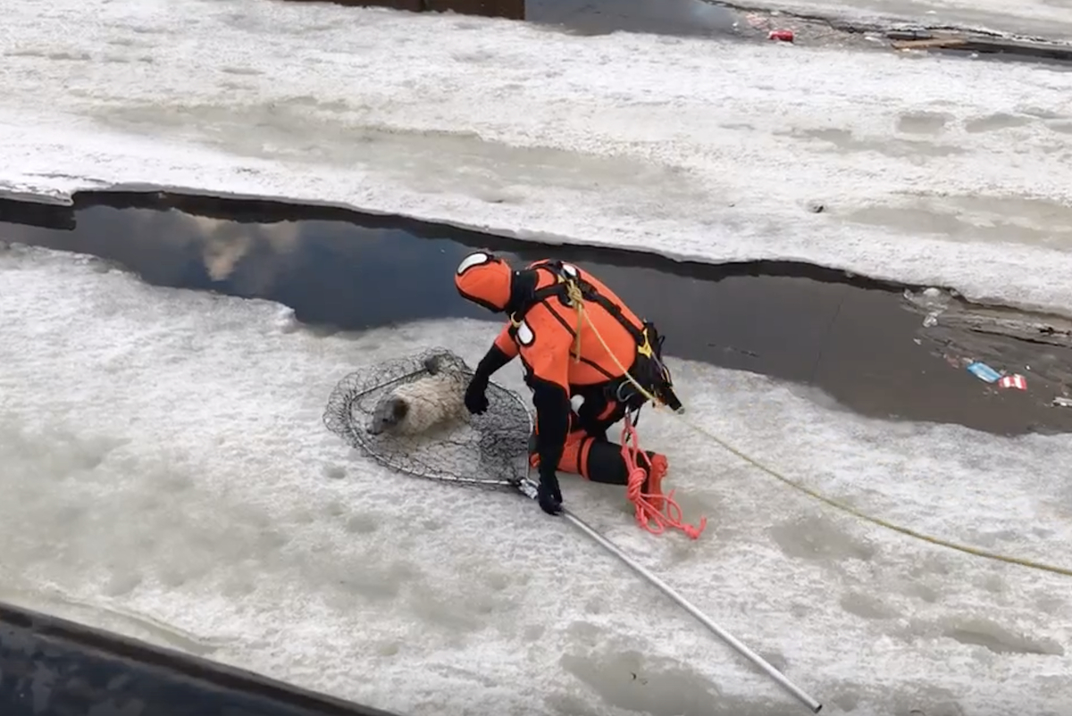 В Петербурге спасли испуганного тюлененка, пытавшегося выжить в центре города