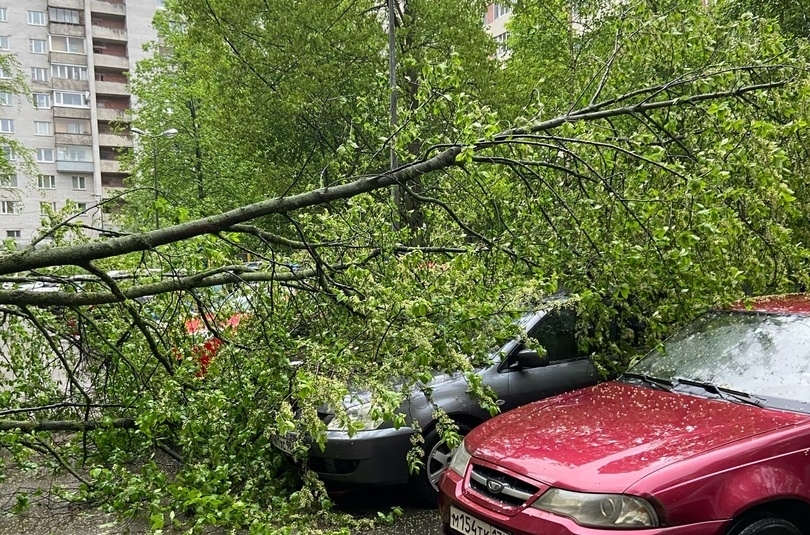 На проспекте Просвещения упавшее дерево придавило три автомобиля