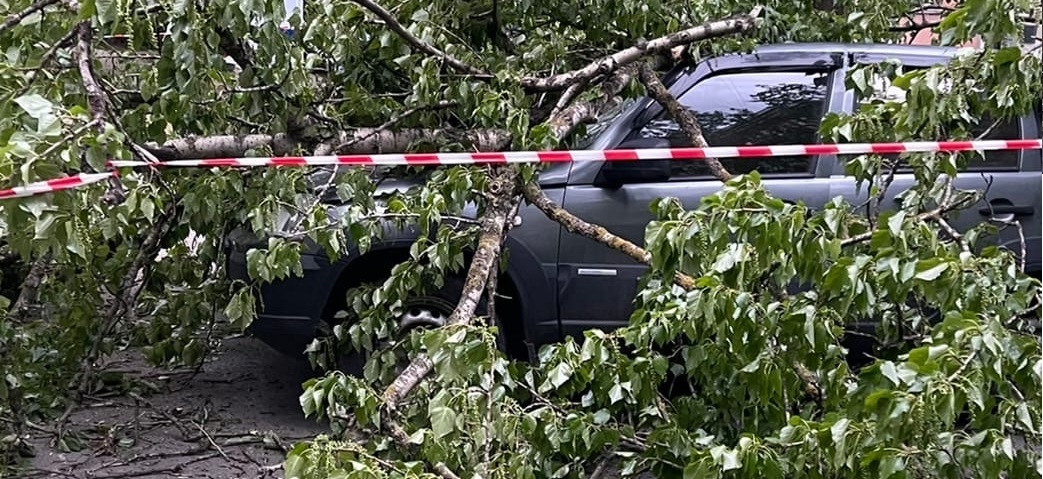 В Московском районе Петербурга из-за рухнувшего дерева пострадали местные жители