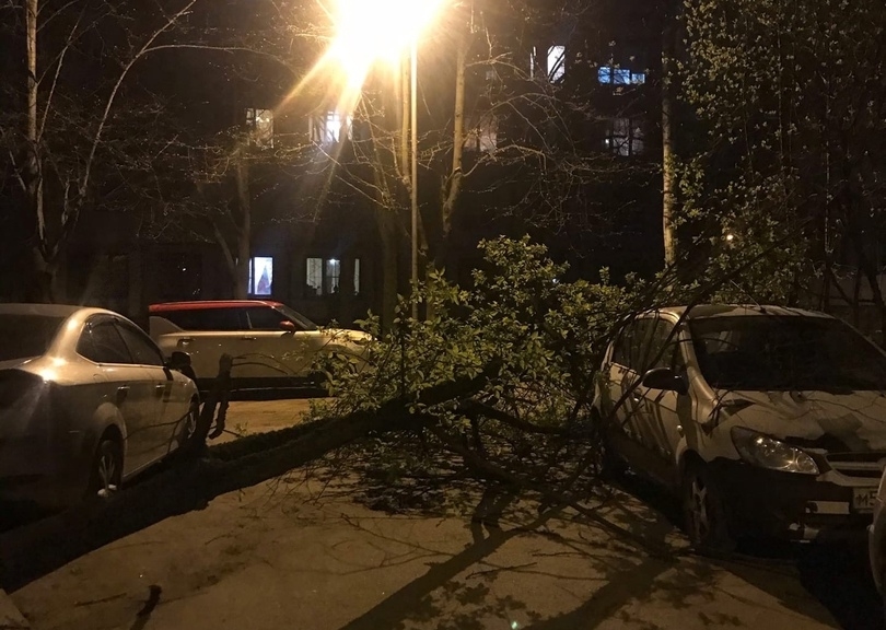В Калининском районе на тротуар рухнуло дерево