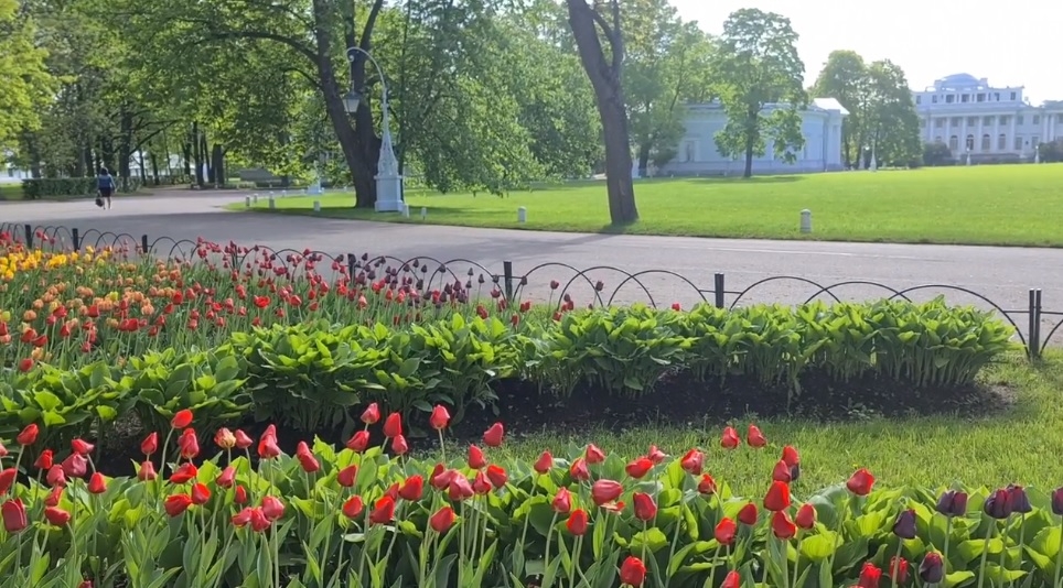 Фестиваль тюльпанов в Петербурге посвятили поэтам-шестидесятникам