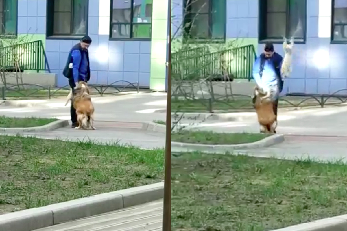 Петербуржец заставлял собаку ходить на задних лапах и бил ее другой собакой