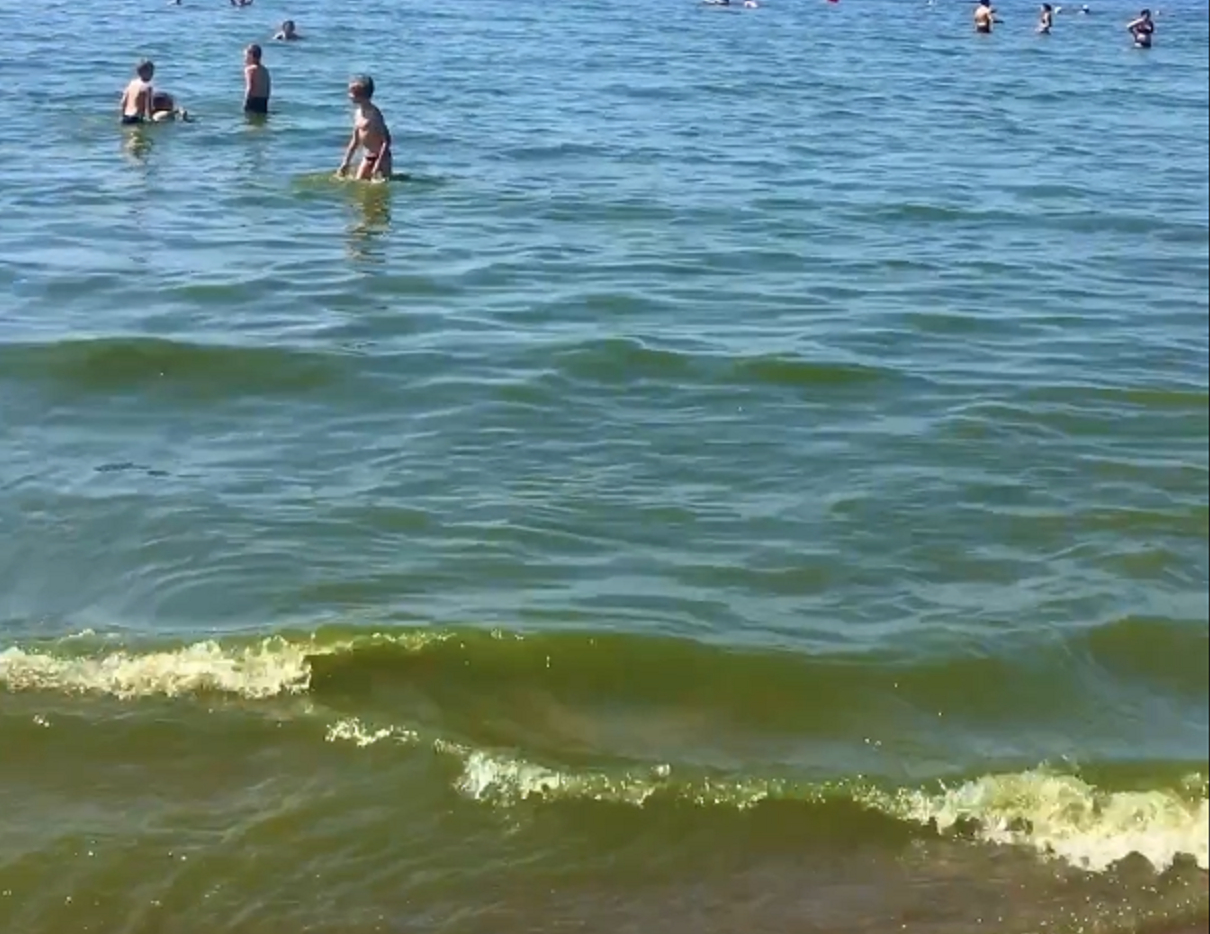 Росприроднадзор объяснил, почему вода на пляже Ласковый в Финском заливе позеленела