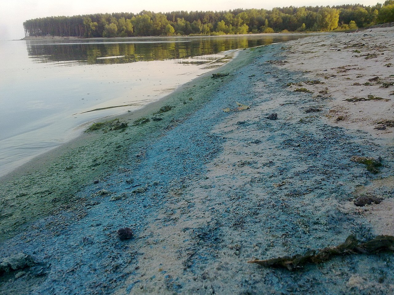 Из-за аномальной жары в водоемах Петербурга начали размножаться сине-зеленые водоросли