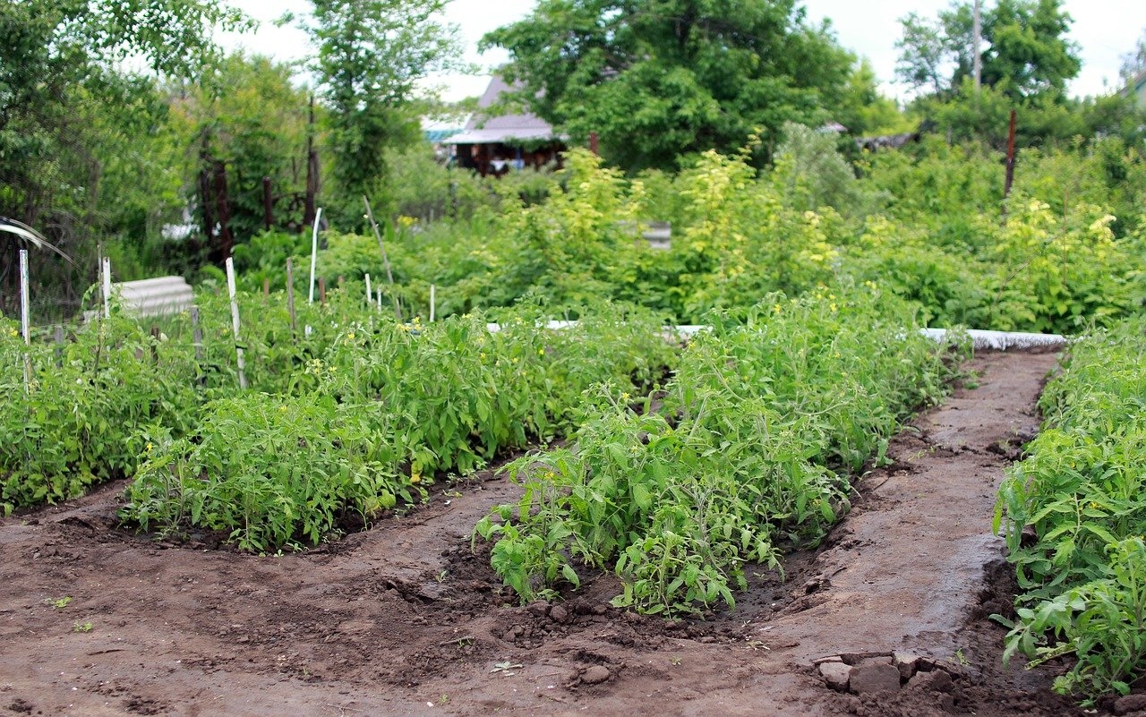 Жителей Ленобласти призвали не поливать огороды питьевой водой
