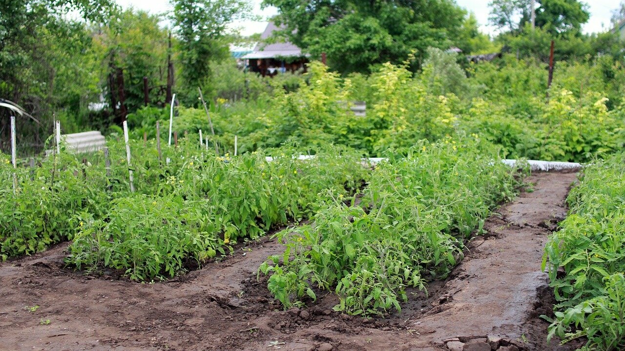 Знаменитый садовод предостерёг от советов блогеров по рассаде