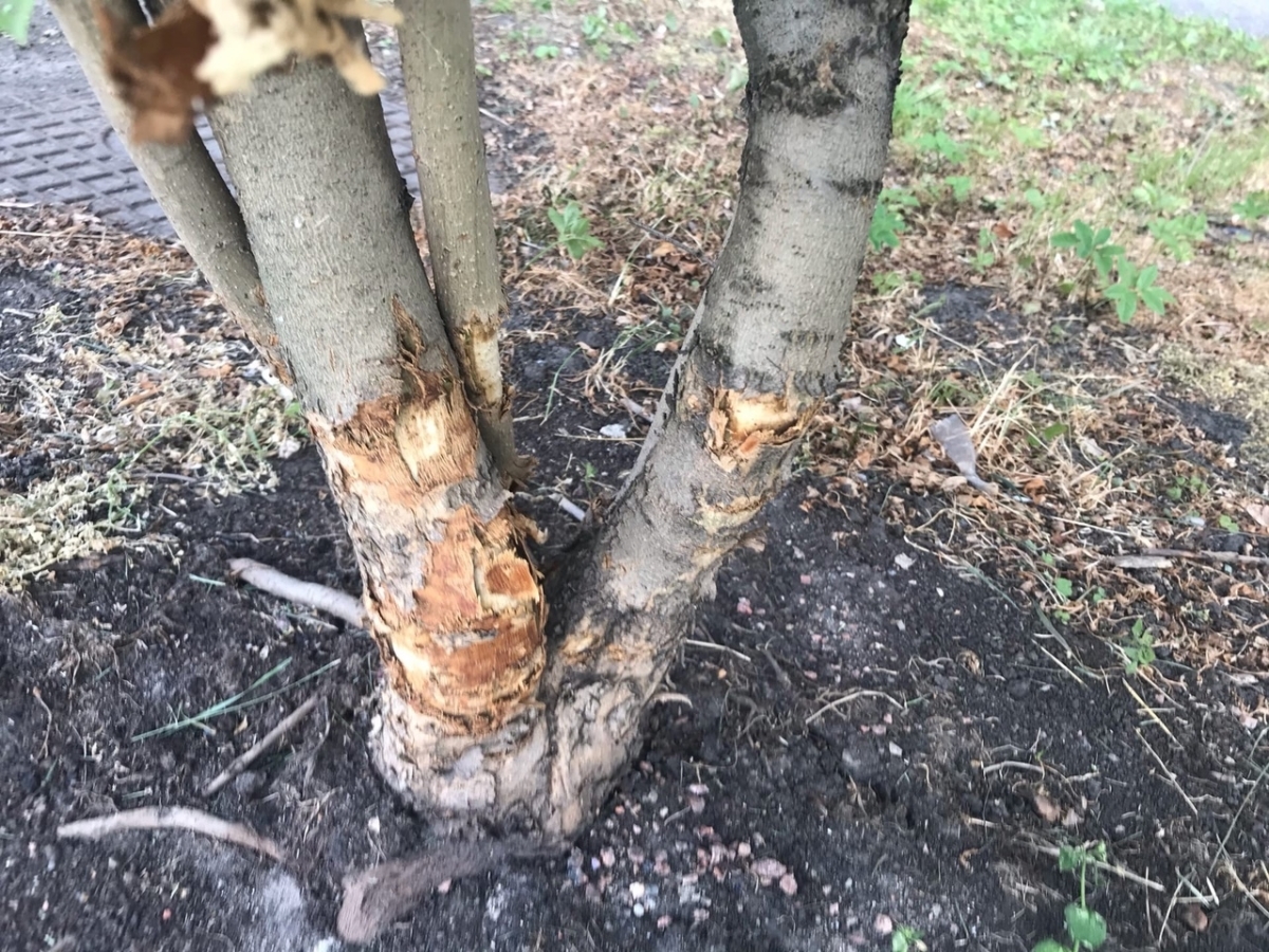 Деревья в Купчино продолжают страдать из-за газонокосильщиков