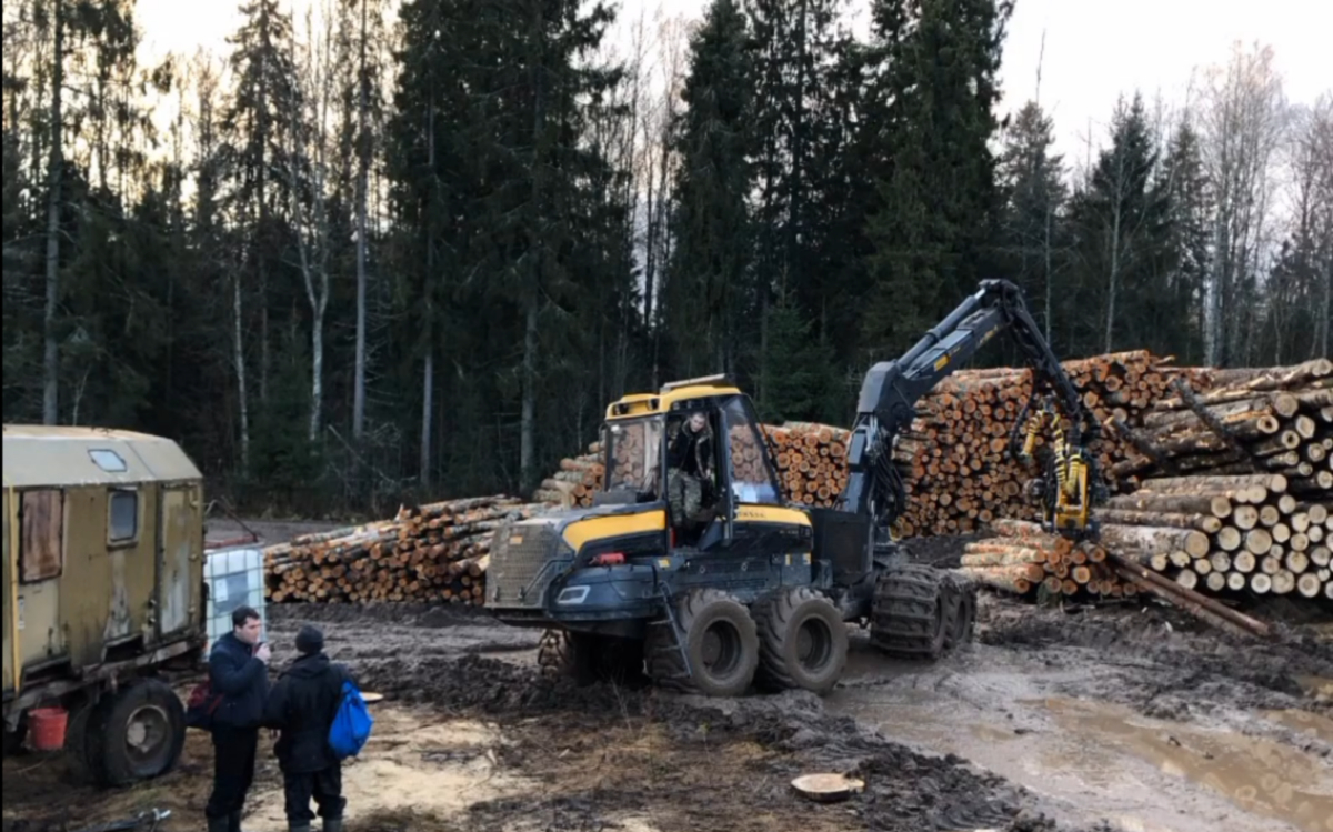 В Ленобласти будут судить руководителей фирмы, вырубившей деревья