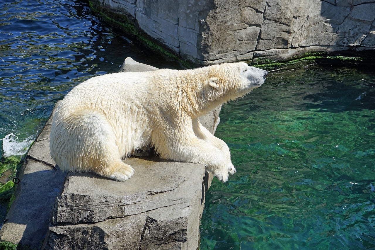 В Ленинградском зоопарке рассказали о питании животных в жару