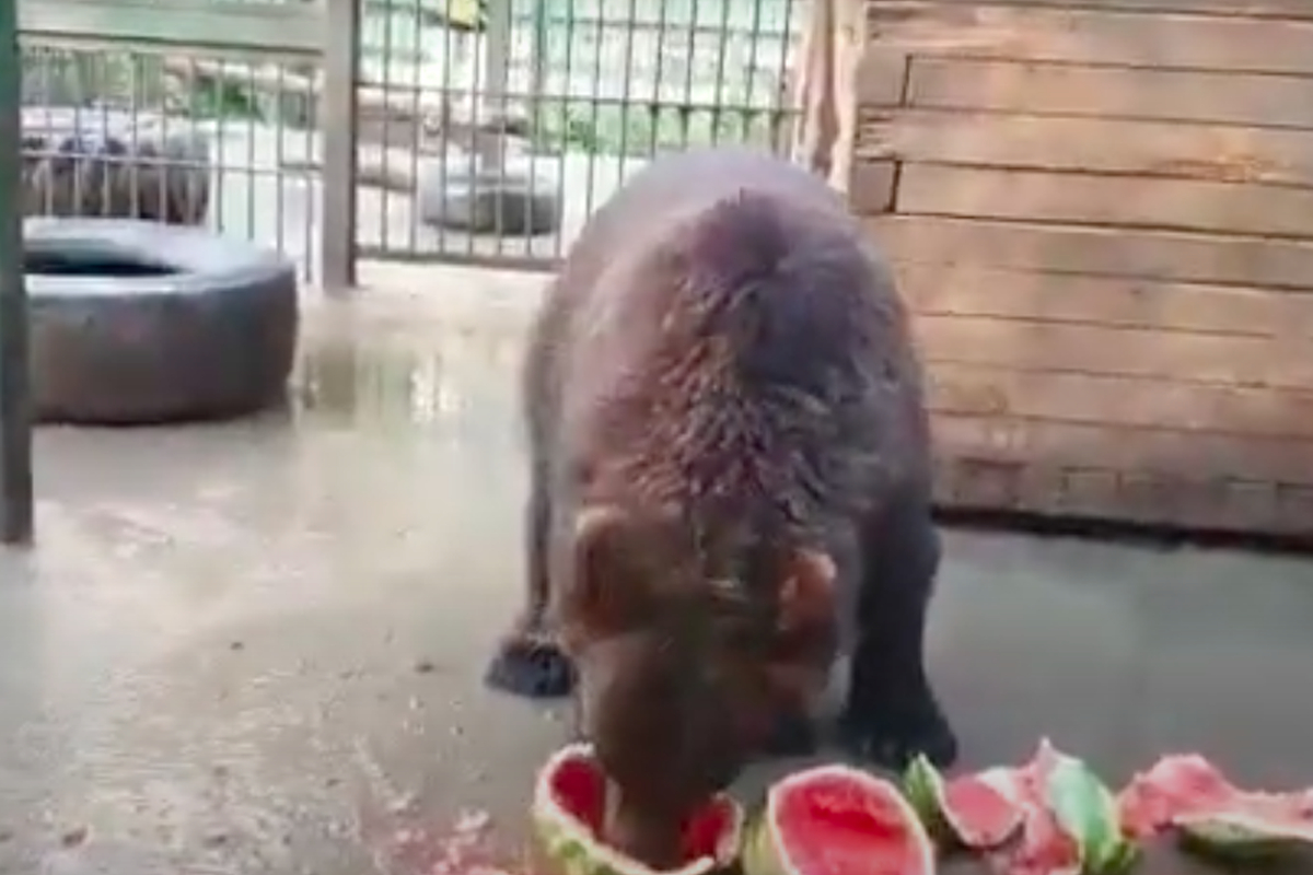 Центр помощи диким животным «Велес» показал, как медведи спасаются от жары