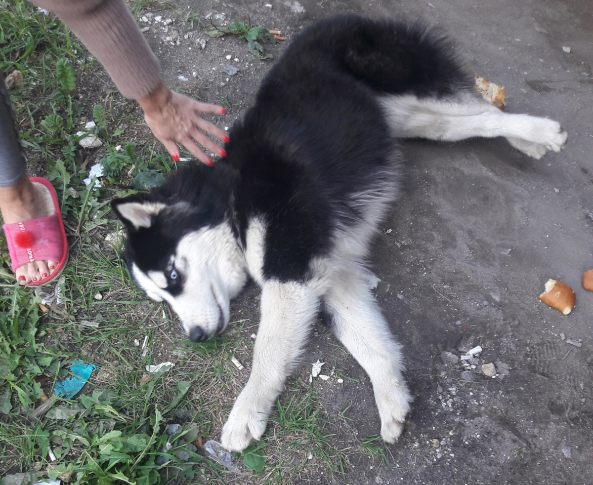 В Петербурге пес бежал до больницы за скорой, в которой везли хозяина