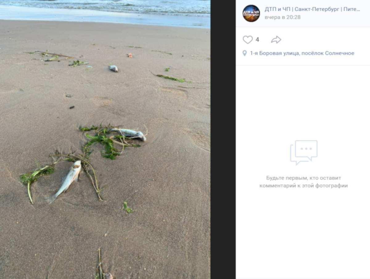 На берегу Финского залива обнаружили мертвую рыбу