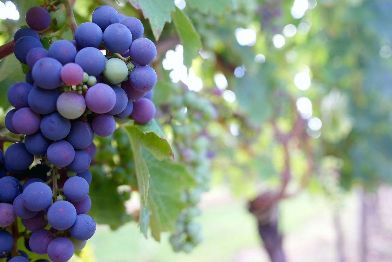Роскачество предупредило о подорожании вина из-за роста цен на виноград