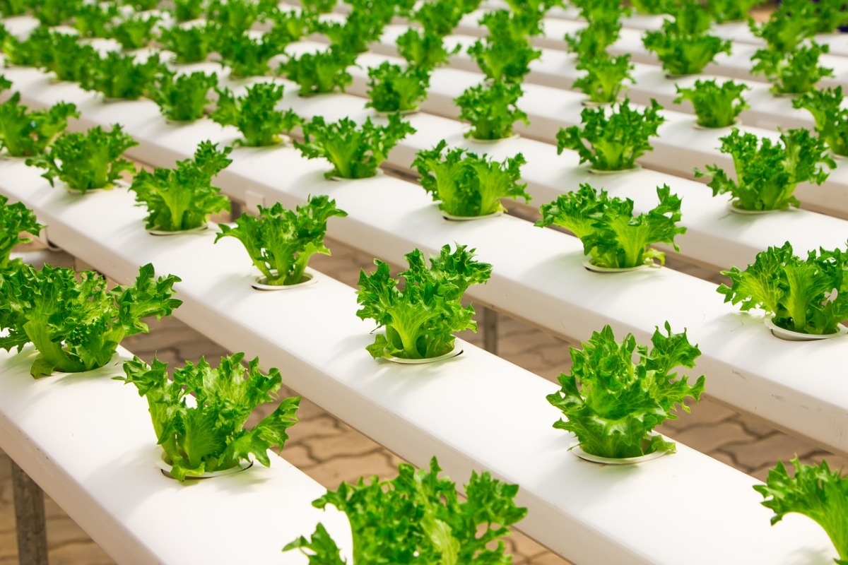 Ленобласть примет крупнейшее производство овощей и салатов