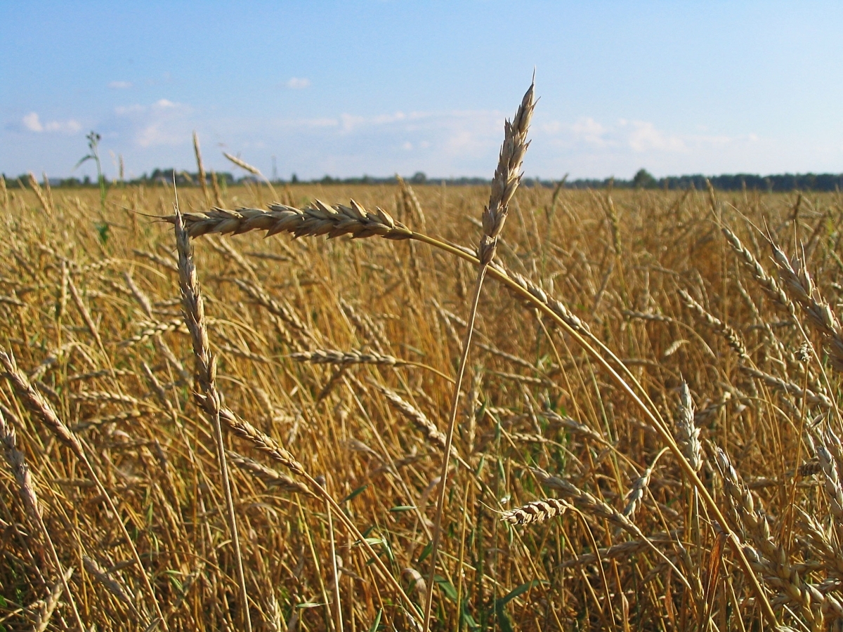 Без экспорта зерновых из России и Украины Ближний Восток будет голодать