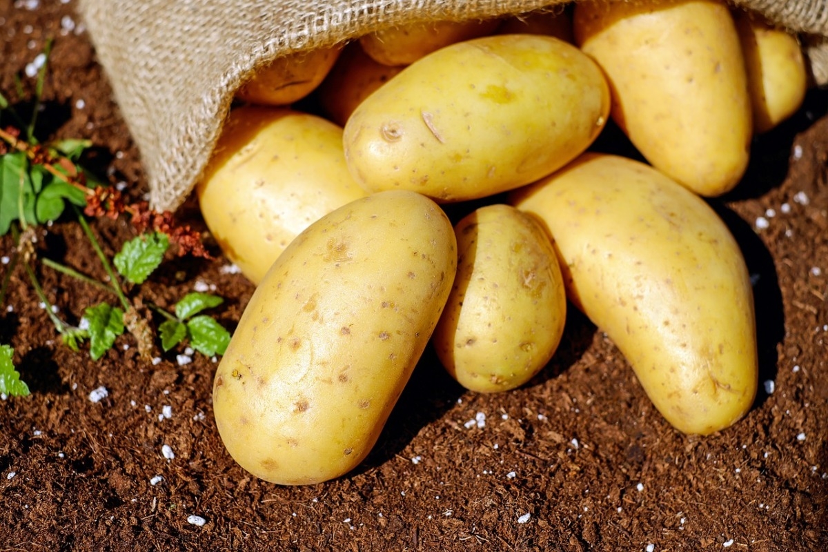 Россиян предупреждают о неурожае картошки и сахара
