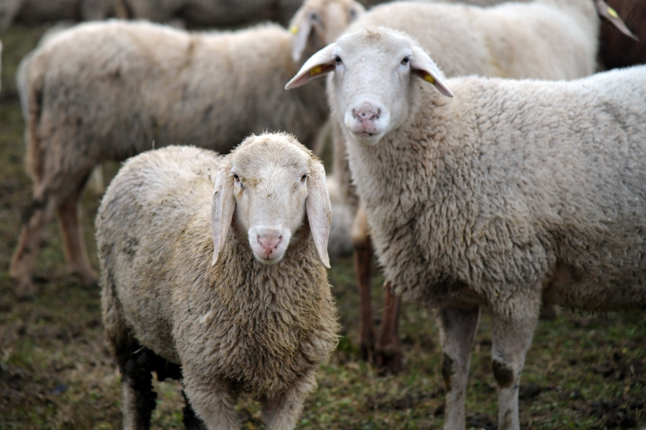 В Ленобласти более 45% коз и овец привили от оспы
