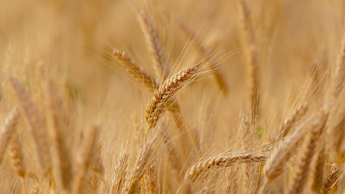 Египет собирается нарастить закупки пшеницы в РФ