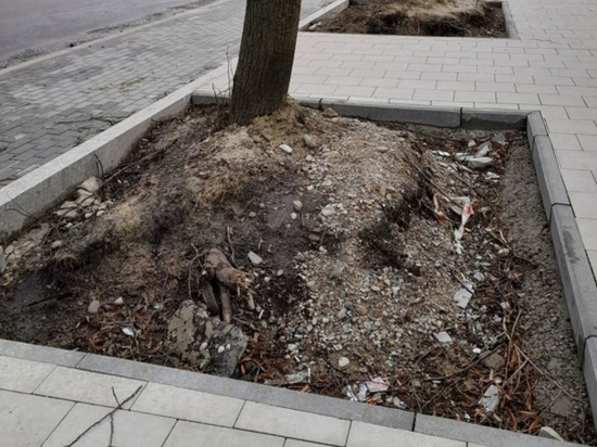 Калининградцев шокировало состояние деревьев на улице Павлика Морозова