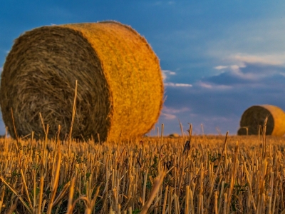 Новосибирские аграрии планируют собрать более 2.3 млн тонн зерновых