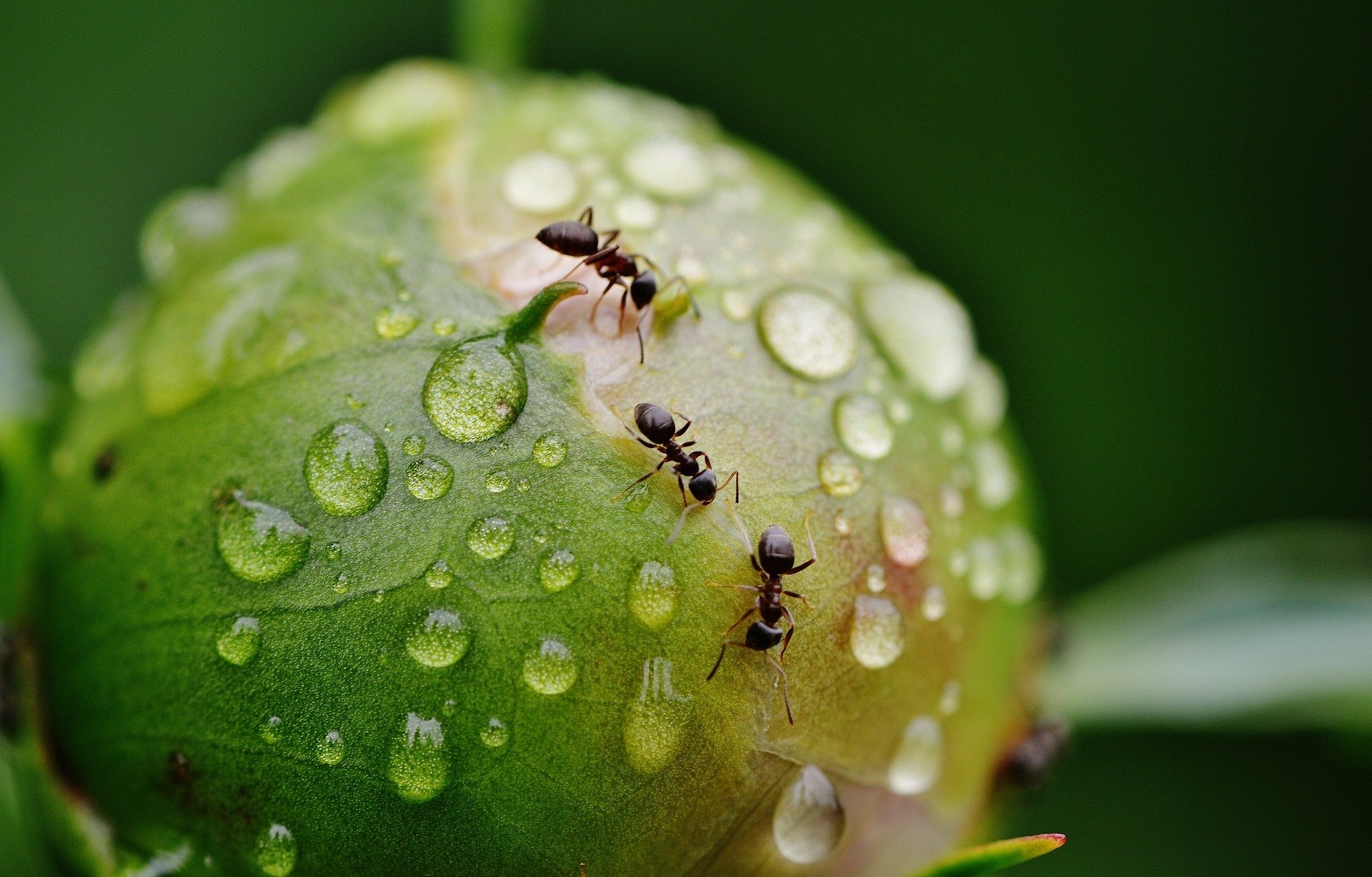 Ученые обучили муравьев определять рак