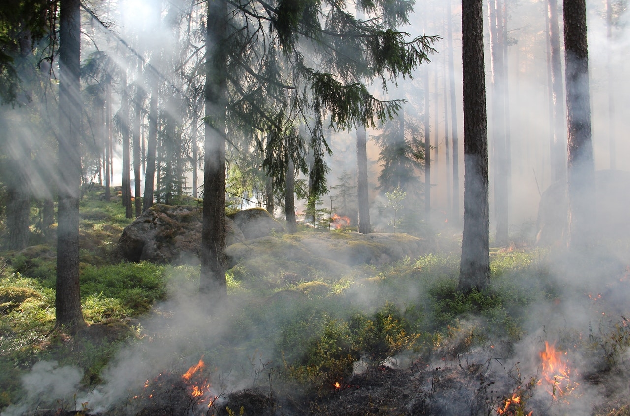 Штрафы за нарушение пожарной безопасности в лесах хотят увеличить в 10 раз