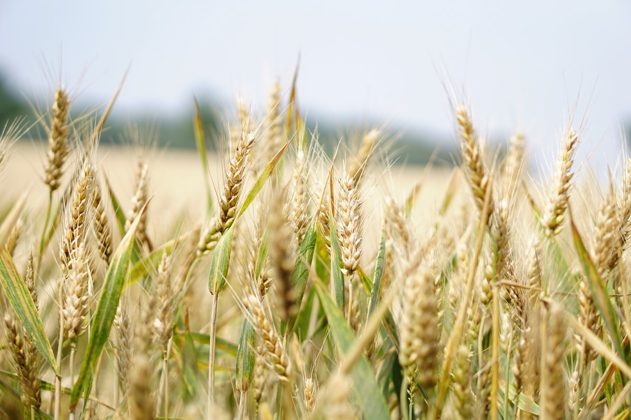 В Грузии заканчиваются запасы пшеницы