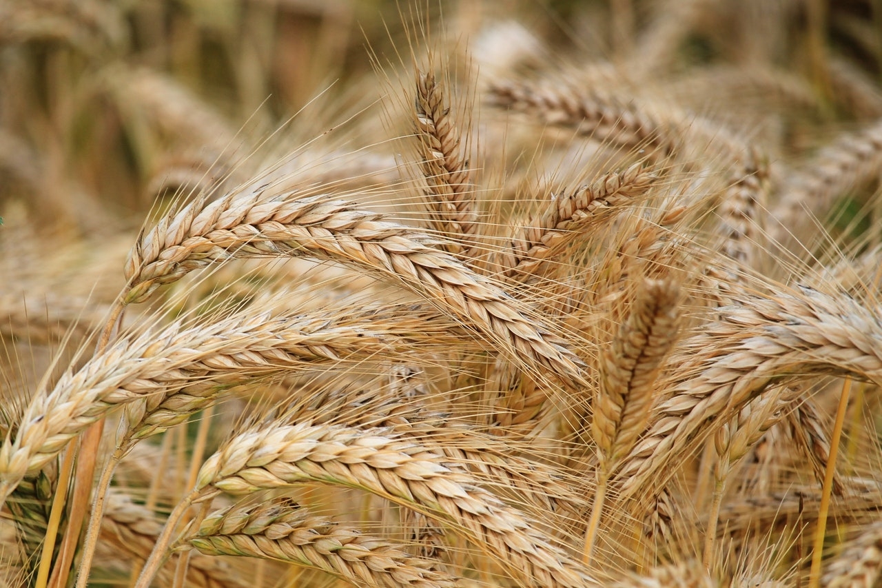В 2022 году в России ожидается рекордный урожай зерна