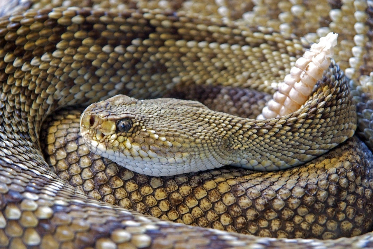 Россиянам дали советы на случай встречи со змеями на природе