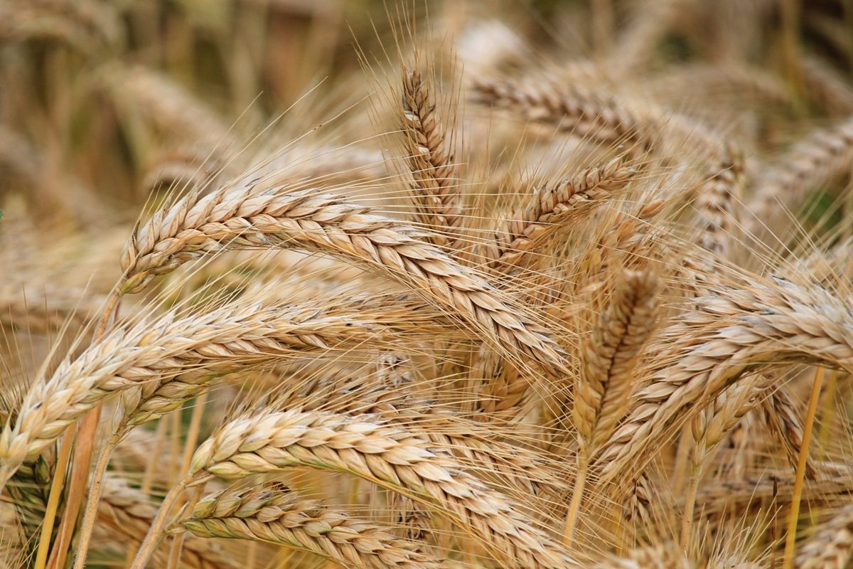 В Минсельхозе заявили, что Россия может отказаться от импорта семян