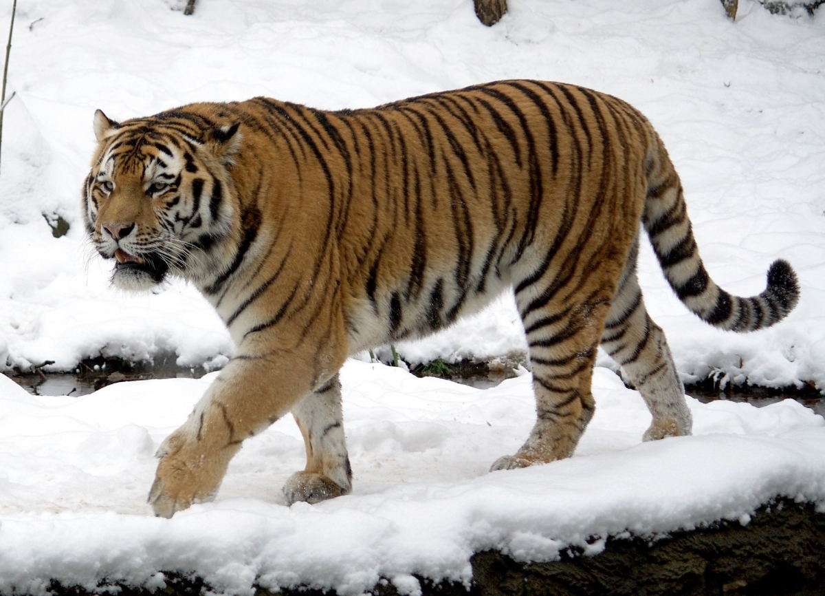 В Приморье построят центр реабилитации тигров