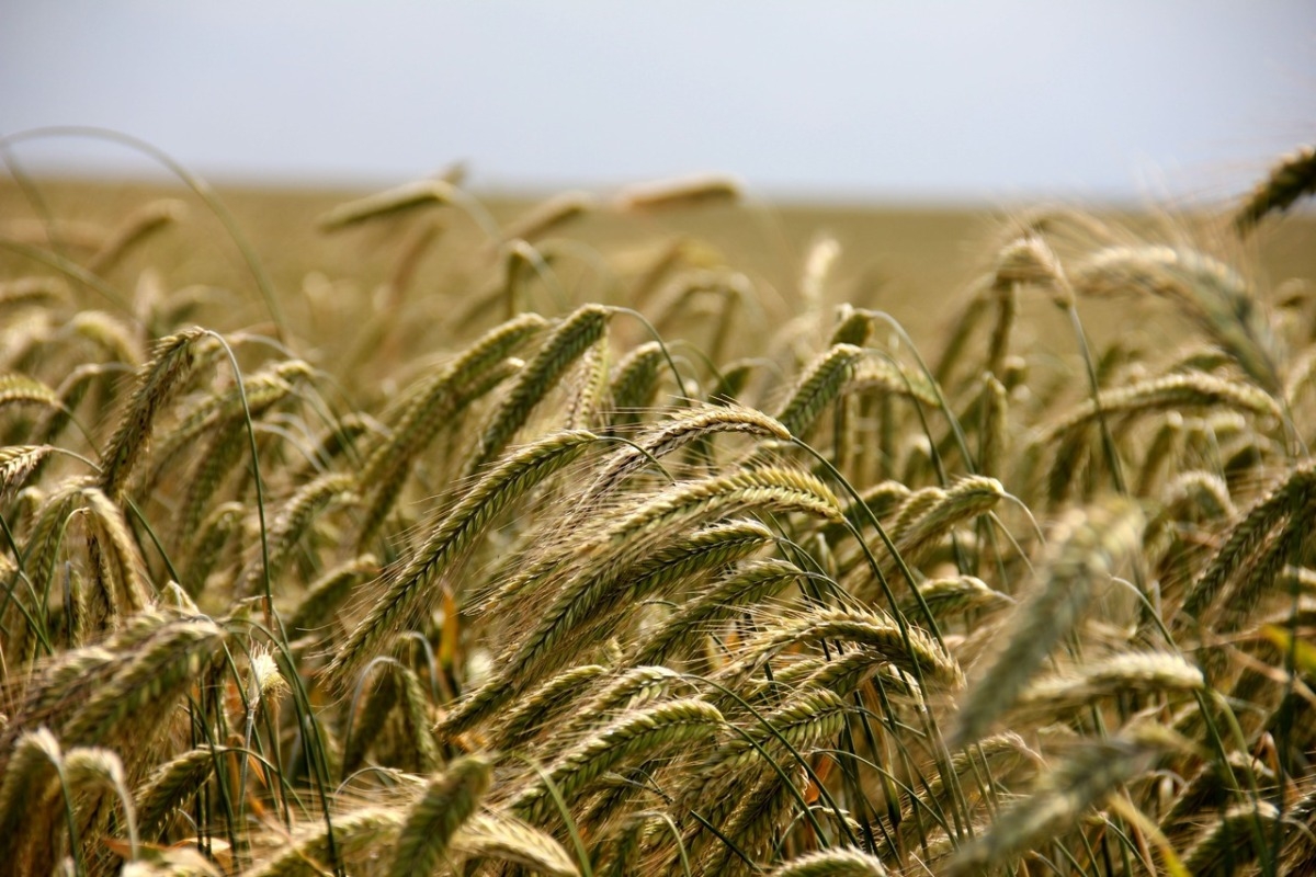 В Минсельхозе предупредили о риске сокращения урожая и экспорта зерна