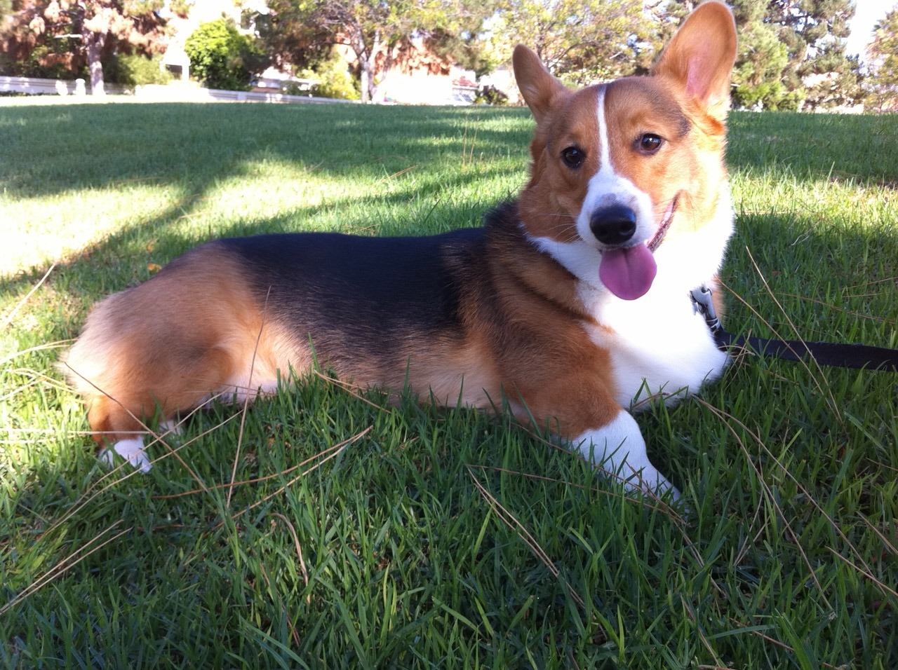 how much does it cost to buy a corgi