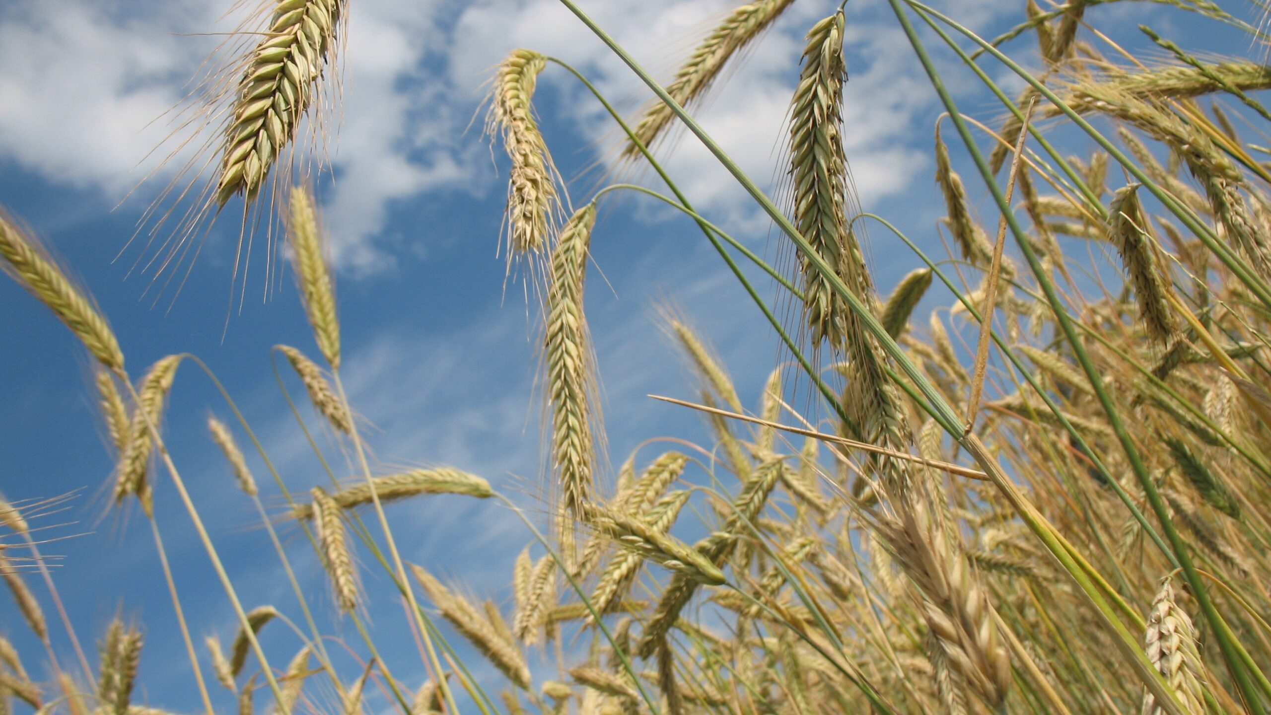 Из Астраханской области за 2022 год экспортировано 1,3 миллиона тонн зерновых
