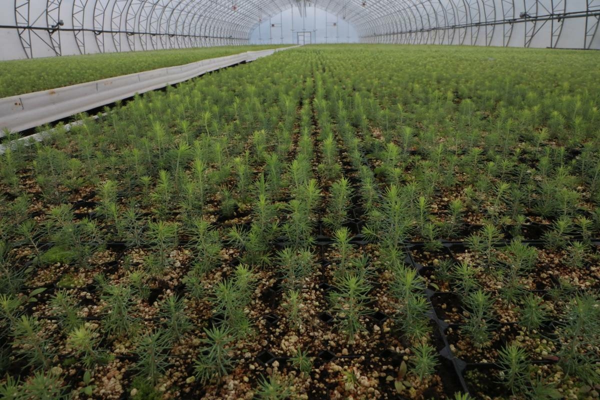 В Вологодской области построят четыре теплицы для выращивания лесных сеянцев