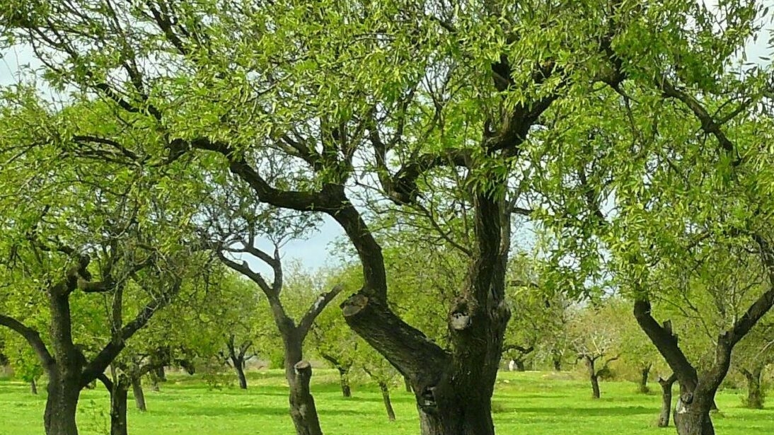 Более 110 тысяч деревьев высадили в Новгородской области с начала года