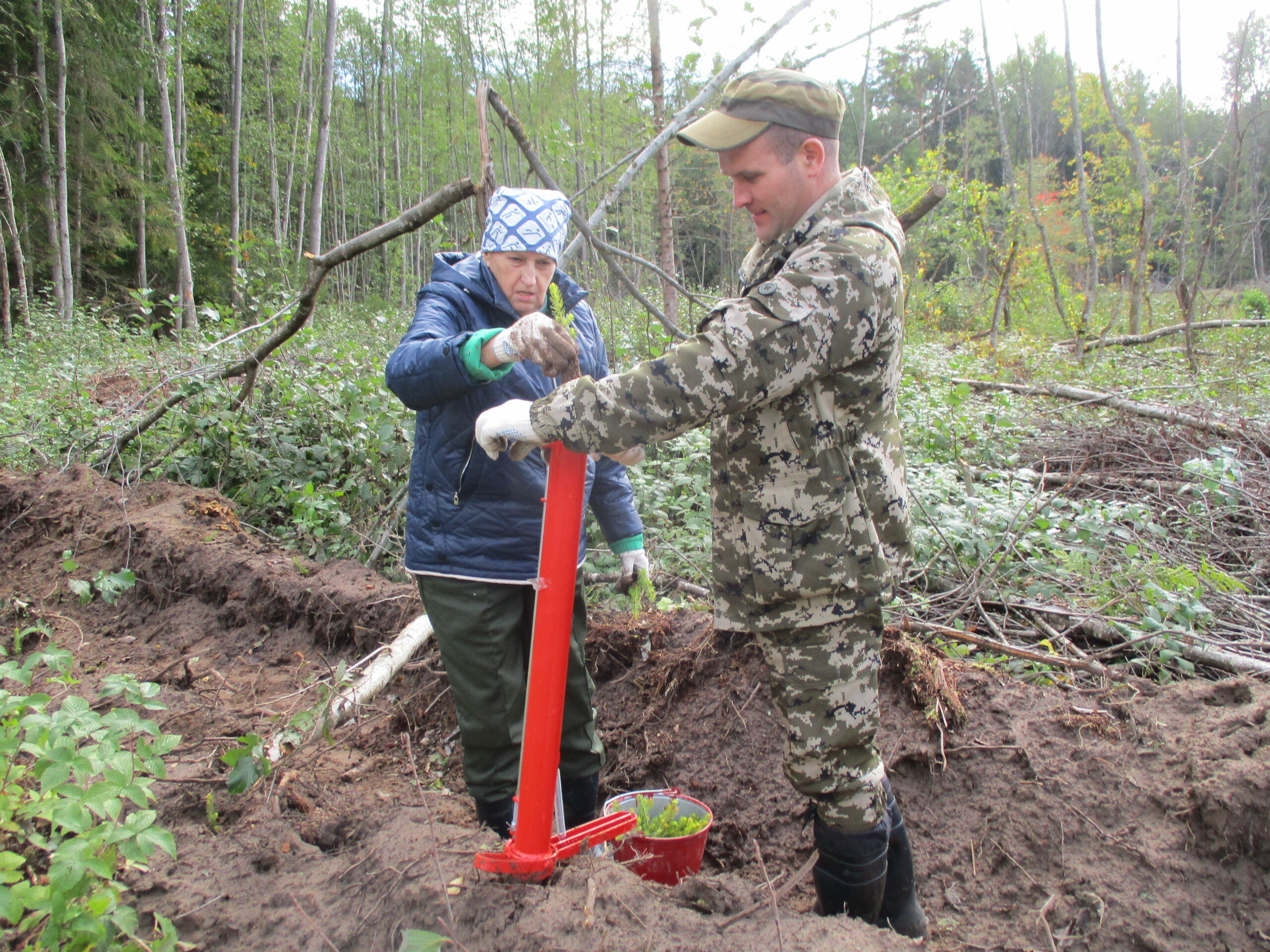В Новгородской области высадили саженцы ели в рамках Всероссийской акции