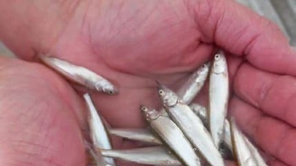 Единственный в стране астраханский завод «Главрыбвод» по выращиванию белорыбицы производит сотни тысяч тонн этой рыбы