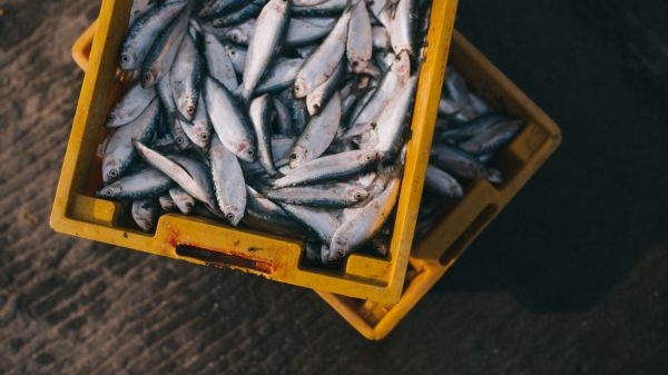 Стоимость экспорта рыбы в Московской области составила 23,6 млн долларов