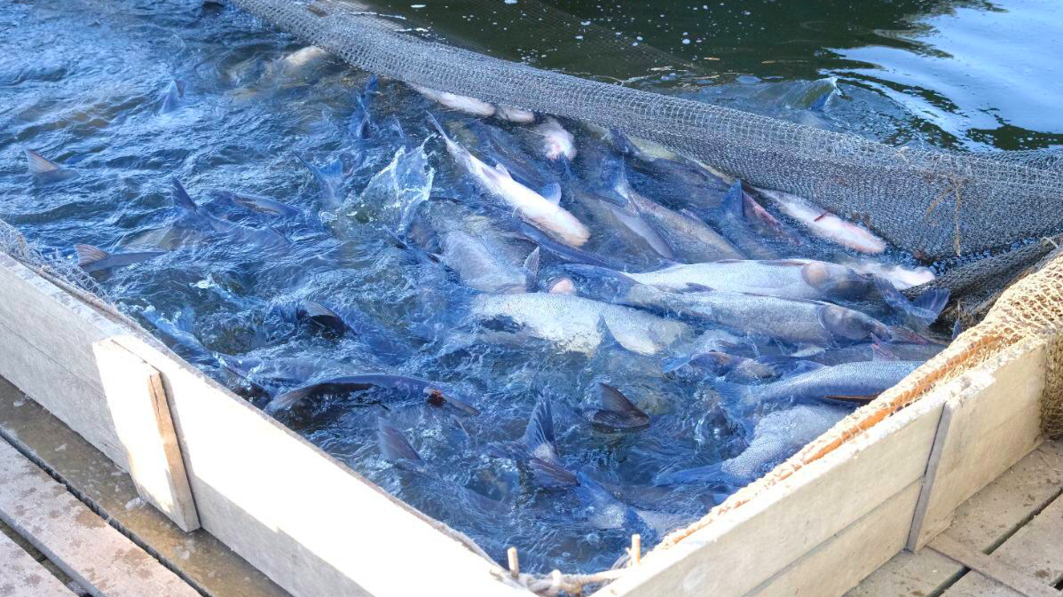 Астраханские рыбоводы могут прекратить деятельность 