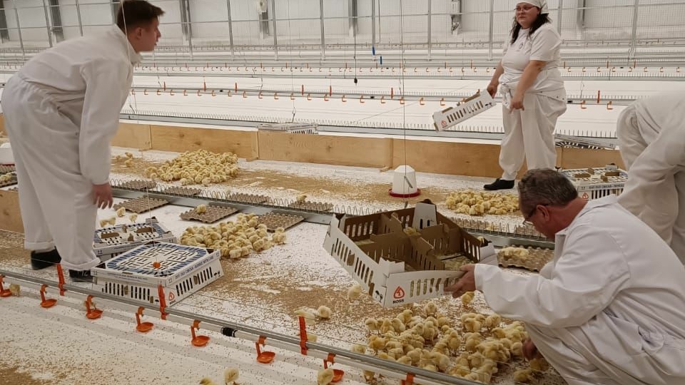 В Ленобласть прибыло более 53 тысяч цыплят из Германии