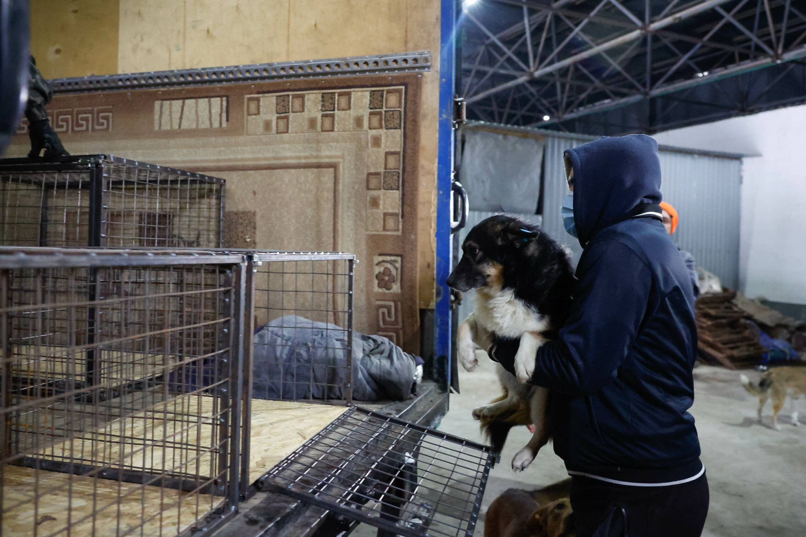Первые 39 собак из «Экоприюта» отправились к новым хозяевам